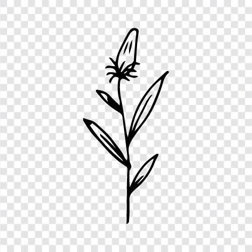 Botany, Flowers, Plants, Garden icon svg