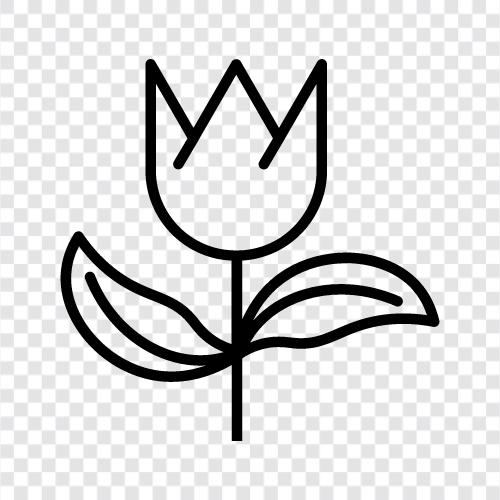 Blumenkohl symbol