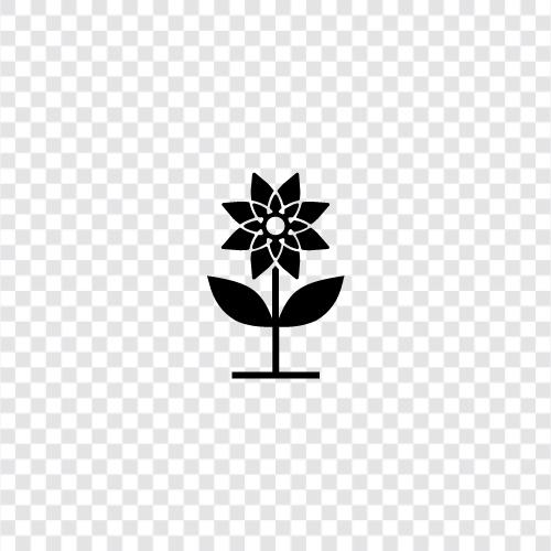 Blumenkohl symbol