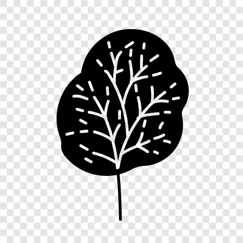 Zweige, Blätter, Rinde, Nadeln symbol