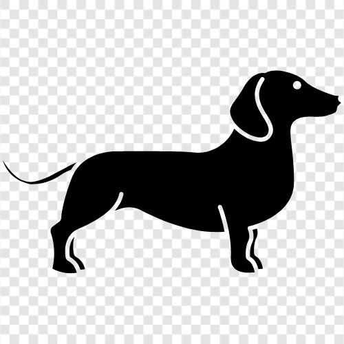 breed, adoption, caring, breeders icon svg