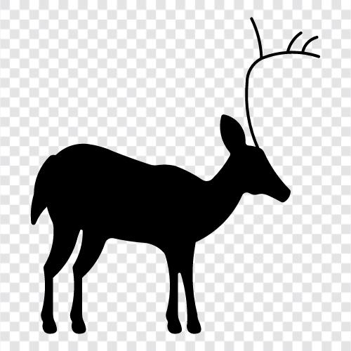 bucks, antlers, hunting, wildlife icon svg