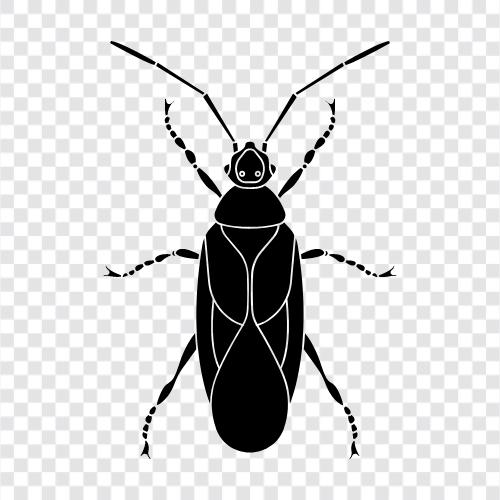 bug, beetle, fly, cricket icon svg
