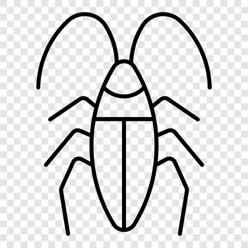 bug, roach, insect, crawling ikon svg