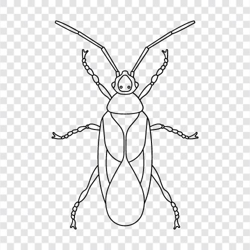 bug, fly, beetle, ant icon svg