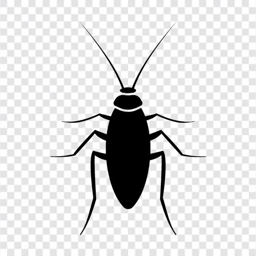 böcek, hamamböceği, crawler, Crockroach ikon svg
