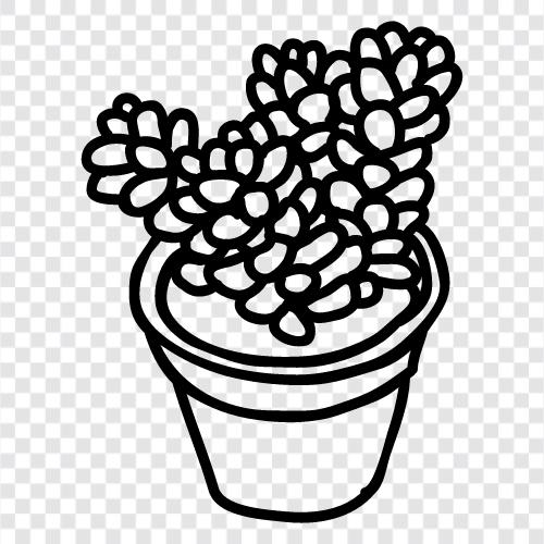 cactus, succulent plants, succulent garden, succulent plants for icon svg