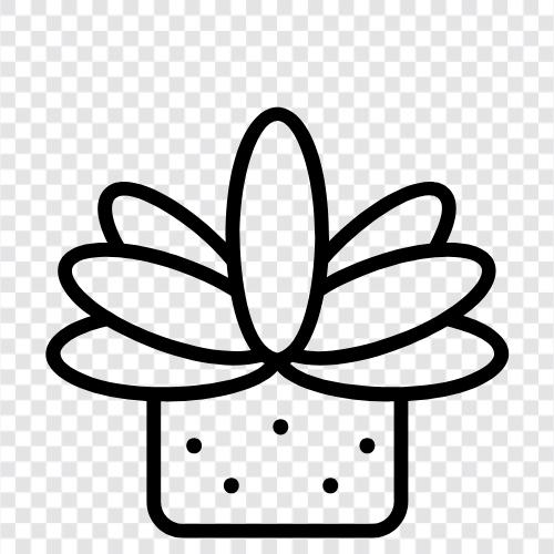 cactus, succulent, cactus plants, succulent plants icon svg