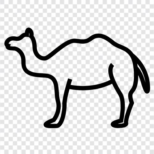 camel camel, camel meat, camel milk, camel hump icon svg