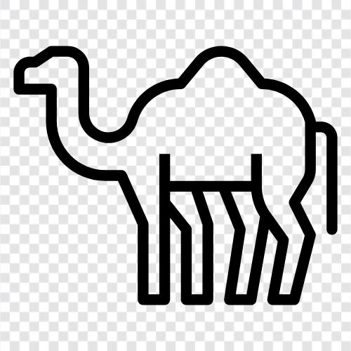 camel hair, camel milk, camel meat, Camelbak icon svg