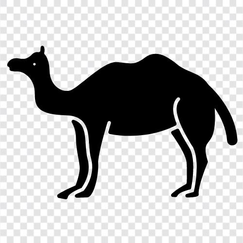 camel milk, camel milk products, camel milk powder, camel milk soap icon svg