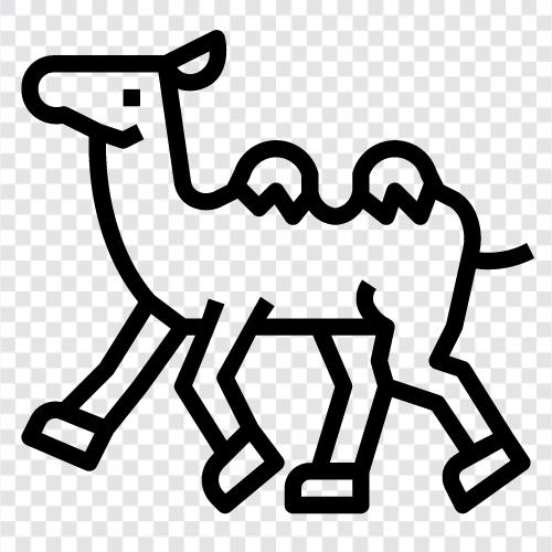 camel milk, camel urine, camel breeding, Camel Racing icon svg