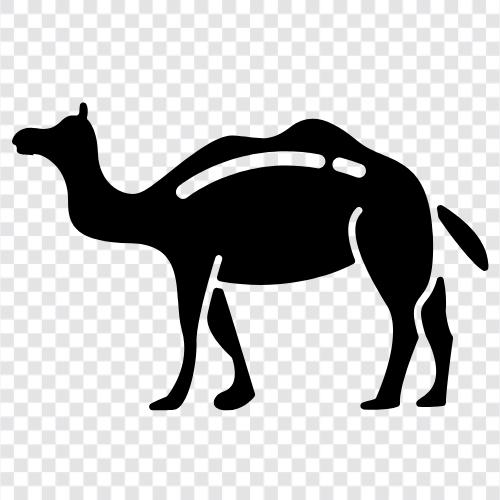 camel racing, camel breeding, camel milk, camel hair icon svg