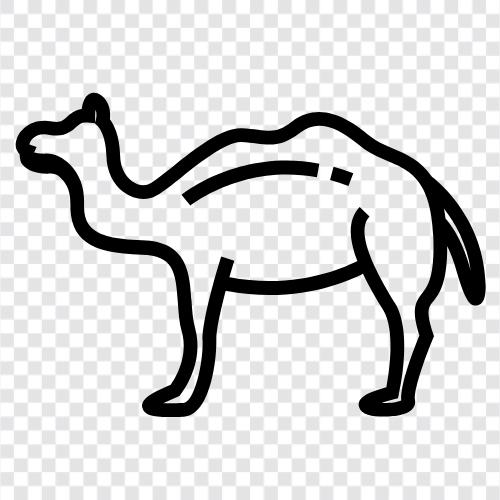 CamelCase, CamelCaseStrings, camelCaseUserName, Camel ikon svg