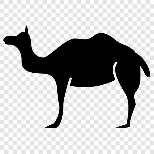 camels, hump, humpbacked, dromedary icon svg