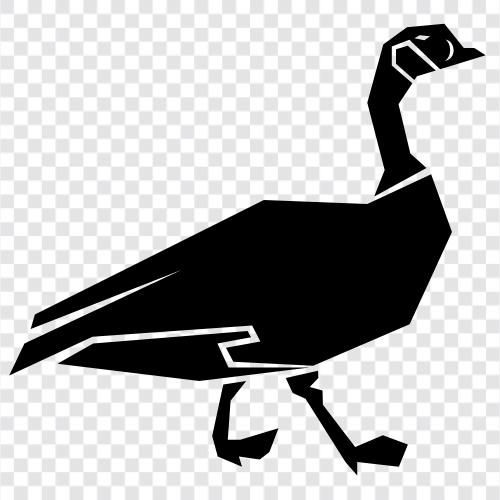 Canada Geese, Canuck Geese, Goose, Wild Goose ikon svg