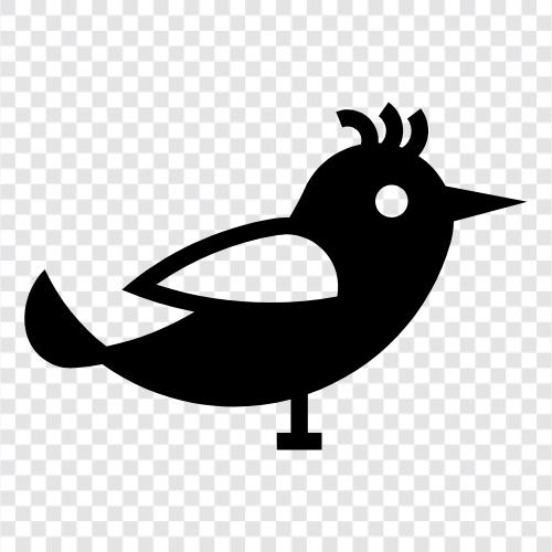 canaries, bird, cage, pet icon svg