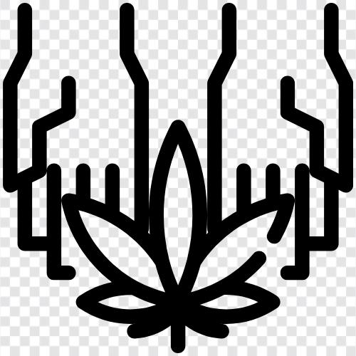 Cannabis geben, CannabisGeschenk, Cannabis rauchen, Cannabis Dispensary symbol