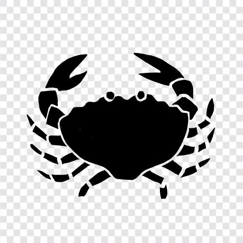 konserve yengeç, crabmeat, crab bacaklar, crab et ikon svg