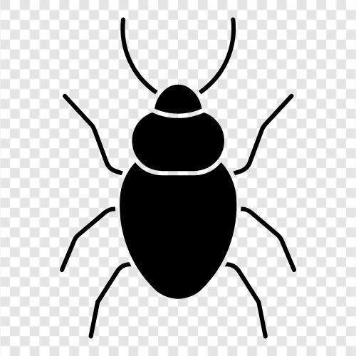 car, bug, cars, driving icon svg