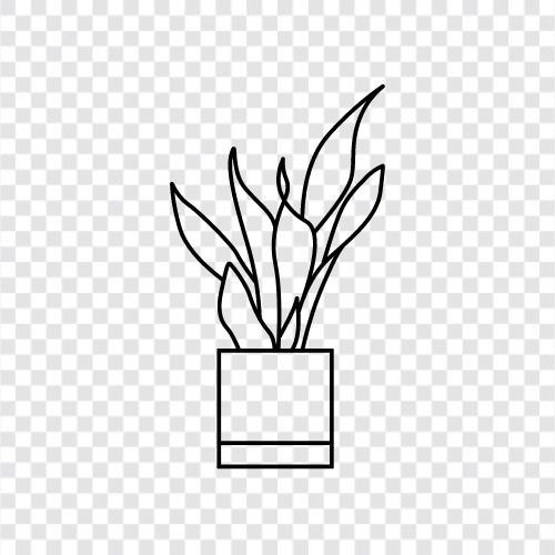fleischfressende Pflanze, saftig, Hauspflanze, IndoorPflanze symbol