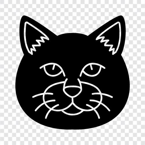 cat, breeds, cats, shorthair icon svg