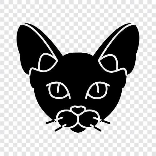 cats, black, white, tuxedo icon svg