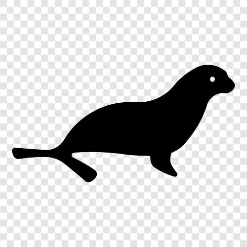 cetacean, pinniped, marine memeli, marine yaban hayatı ikon svg