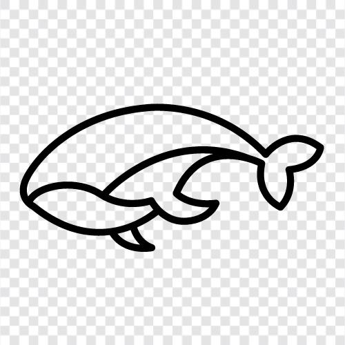 Cetacean, Humpback Whale, Killer Whale, Megapter icon svg