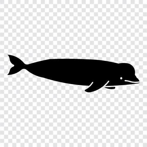 cetacean, whale, marine, aquatic ikon svg