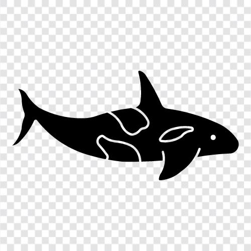 cetacean, marine memeli, okyanus, whale ikon svg