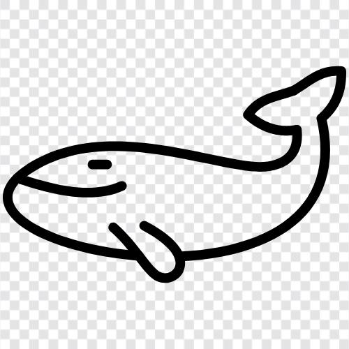 Cetus, Ziphius, Megaptera, Sperm Whale icon svg