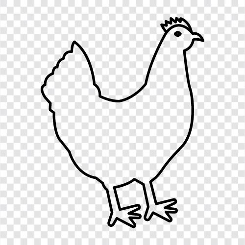 chicken, eggs, poultry, hen icon svg