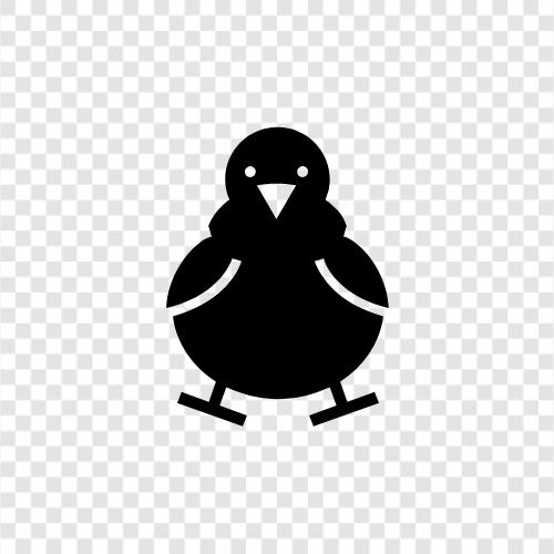 chicks, female, chicken, bird icon svg