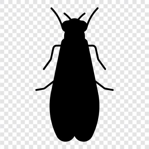 cicadalar, cicada katilleri, cicadalar yemek olarak, cicada ikon svg