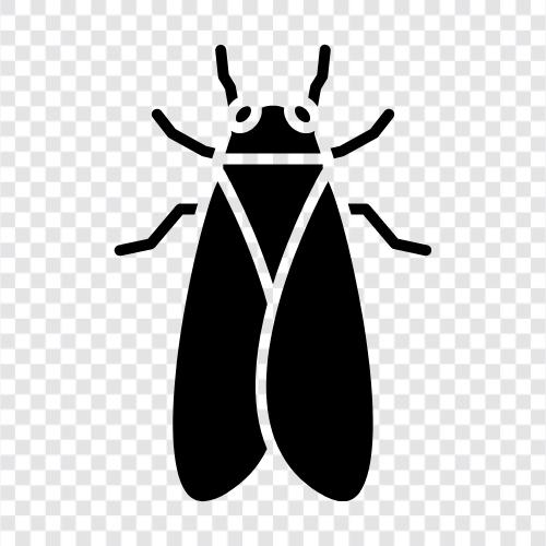 cicadas, Cicadidae, imago, carrion icon svg