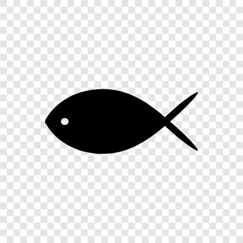 CNN, Fishing, Species, Carp icon svg