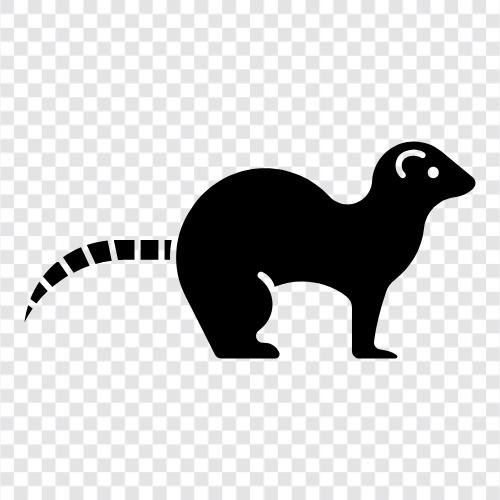 coatimundi diyeti, coatimundi gerçekleri, coatimund, coatimundi ikon svg