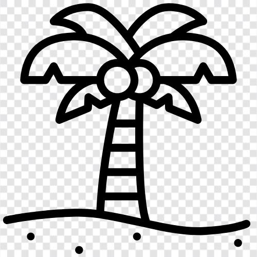 Hindistan cevizi Palm, Cocos Nucifera, Coconuts, Coc ikon svg