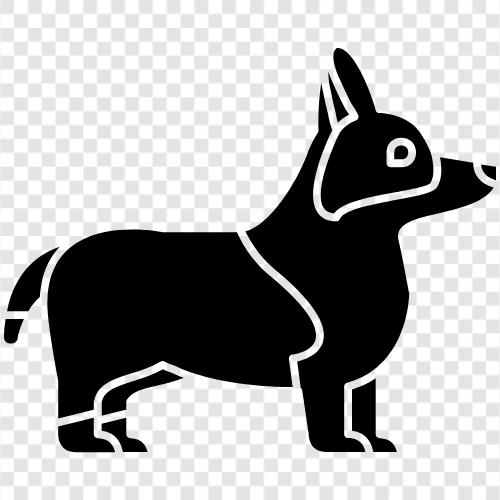 corgi, hunde, rassen, klein symbol