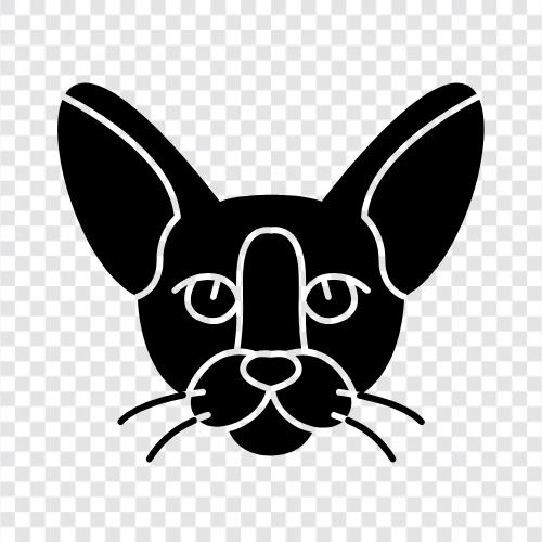 cornish rex breed, cornish rex information, cornish re, cornish rex icon svg