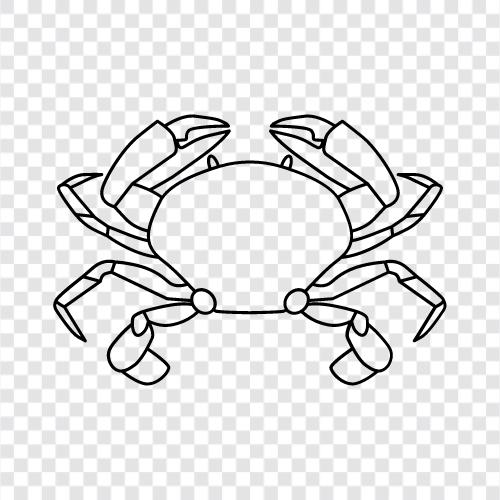 crabfest, crabbing, crab pot, crabrawler icon svg