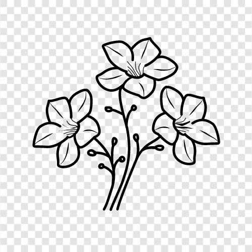 dahlia, flower, garden, plants icon svg