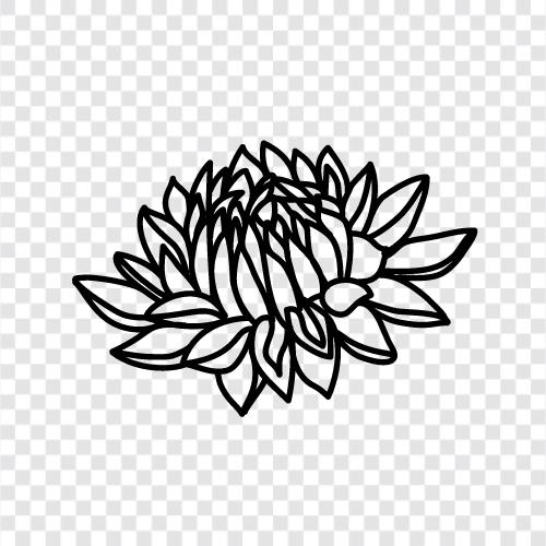 Dahlia, DahliaPflanzen, DahliaBlüten, DahliaSamen symbol