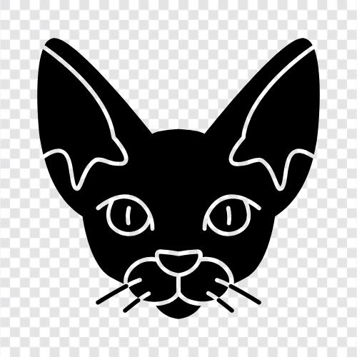 Devon Rex, Devonshire Rex, devon rex breed icon svg