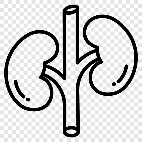 disease, hind kidney, renal failure, renal transplants icon svg