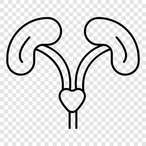 diseases of the kidney, kidney failure, kidney transplants, kidney stones icon svg