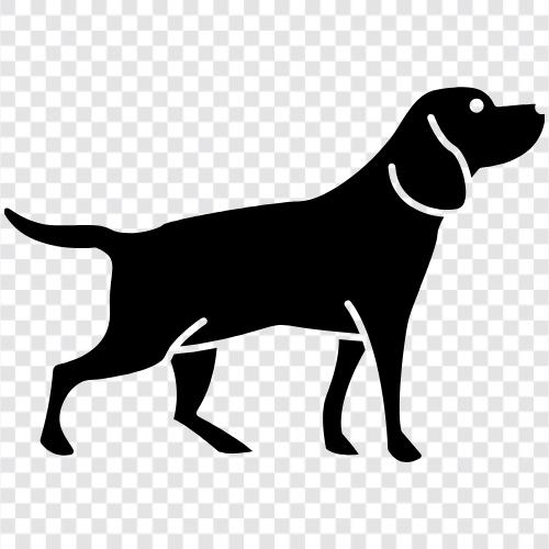 Hunderassen, Hundeausbildung, Hundefutter, Hundegesundheit symbol