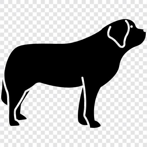 Hunderassen, Hundefutter, Hundezaun, Hundespielzeug symbol