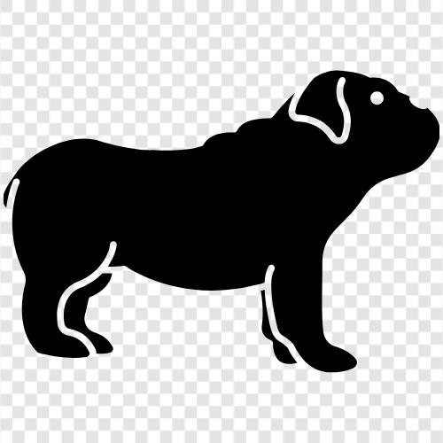 Hunderassen, Hundeausbildung, Hundefutter, Hundehaus symbol